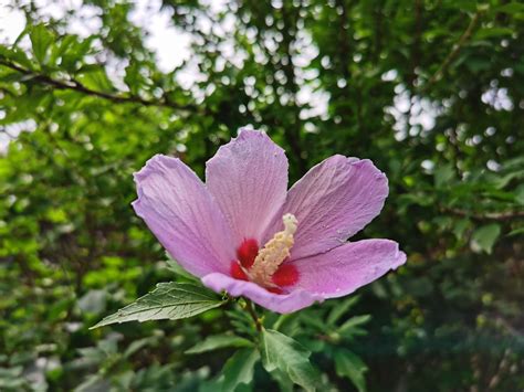 發財龜 木槿花